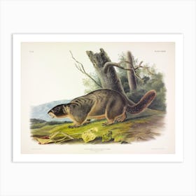  Yellow Bellied Marmot, John James Audubon Art Print