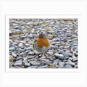 Fat Robin standing on Stones  Art Print