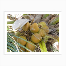 Coconuts On A Tree Maldives Tropical Art Print