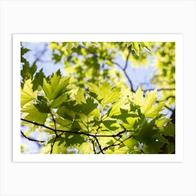 Young Green Sunny Plane Leafs Art Print