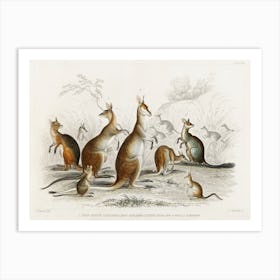 Collection Of Various Kangroos, Oliver Goldsmith Art Print