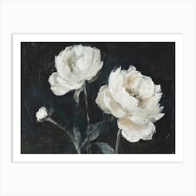 White Peonies 5 Art Print