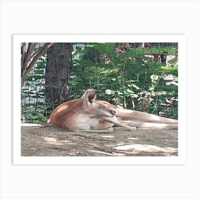 Lazy roo Art Print