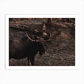 Bull Moose View Art Print