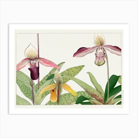 Orchids 2 Art Print