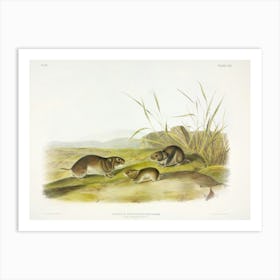 Yellow Cheeked Meadow Mouse, John James Audubon Art Print