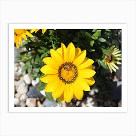 Bee On Yellow Daisy Art Print