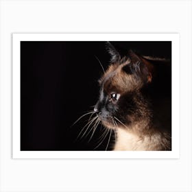 Siamese Cat Art Print