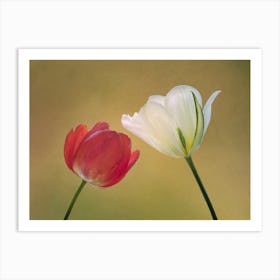 Red And White Tulips Art Print