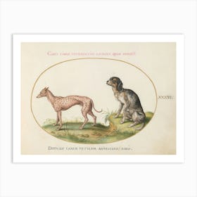 Quadervpedia Animals And Reptiles, Joris Hoefnagel (2) 2 Art Print