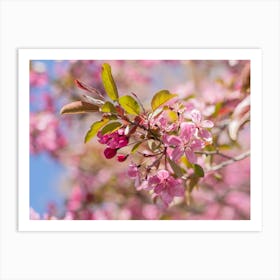 Pink Crab Apple Flowers Art Print