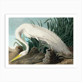 Audubon White Heron, Plate CCCLXXXVI, The Birds of America, Without the Horned Agama Remastered Reproduction of the Classic Vintage Print Art Print