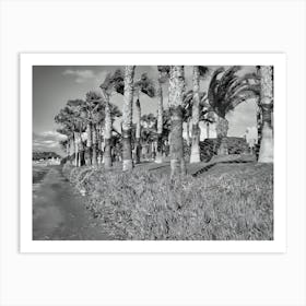 Palm Trees On The Beach Poster