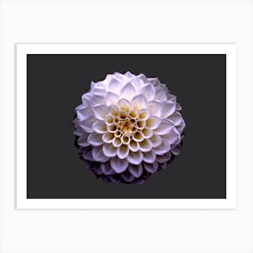 Dahlia Art Print