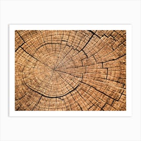 Tree Rings Art Print