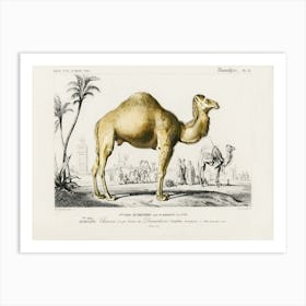 Camel (Camelus), Charles Dessalines D'Orbigny Art Print