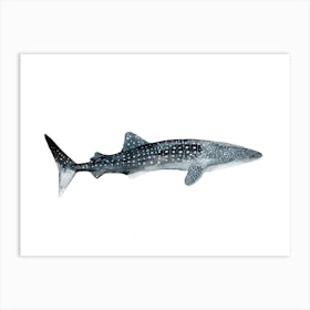 Sea Life Whale Shark Art Print
