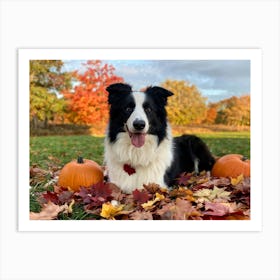 Autumnal Backdrop Transitioning Into Winter An American Border Collie Sits On A Bed Of Fallen Leave (4) Art Print