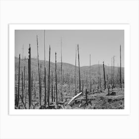 Cut Over Burned Over Forest Land, Clatsop County, Oregon By Russell Lee 1 Art Print