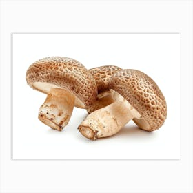 Mushroom On A White Background 3 Art Print