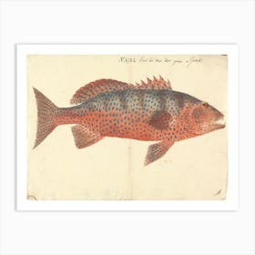 Unidentified Fish, Luigi Balugani (16) 1 Art Print