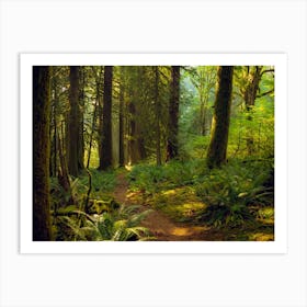 Old Growth Forest Art Print