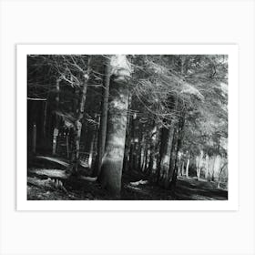 Woodland Art Print