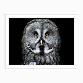 Great Grey Owl Art Print