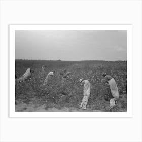 Untitled Photo, Possibly Related To Picking Cotton, Members Of Lake Dick Cooperative Association Working Art Print