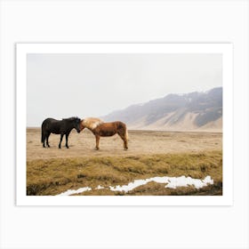 Icelandic Horses Art Print