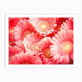 Pink Gerberas Art Print