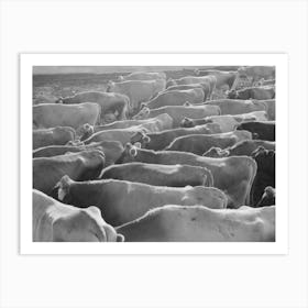 Untitled Photo, Possibly Related To Jersey Cows At Dairy, Tom Green County, Near San Angelo, Texas By Russell Lee Art Print