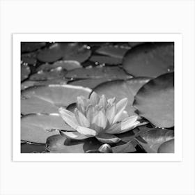 Water Lily 1 Poster