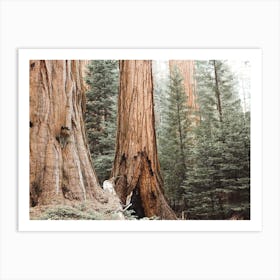 California Redwoods Art Print