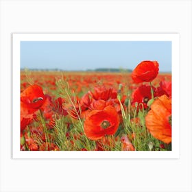 Red Poppies In The Field Art Print