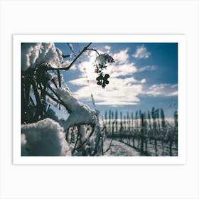 Unitltled 05 - Snow in the Vineyard Series Art Print