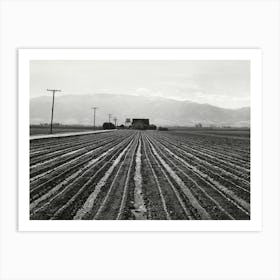 Young Lettuce, Salinas, California By Russell Lee Art Print