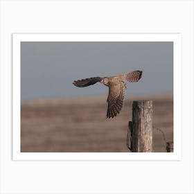 Kestrel Taking Flight Art Print