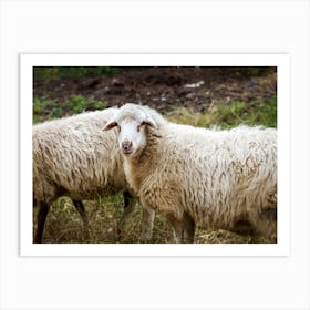 Two Sheep In A Field Art Print