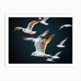 Seagulls In Flight Art Print