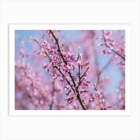 Redbud Tree Branches In Springtime Art Print