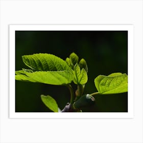 Fig Tree Art Print