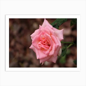 Pink Rose 1 Art Print