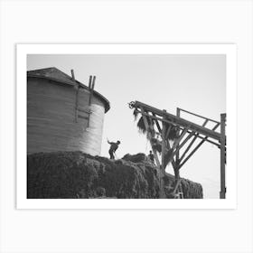 Men Leveling Stack Of Peas Coming From Conveyor At Vinery Near Sun Prairie, Wisconsin By Russell Lee Art Print