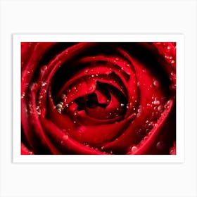 Red Rose With Water Droplets Art Print