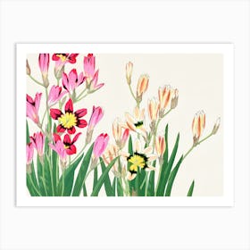 Chinese Daffodils 1 Art Print