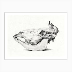 Skull Of Cow, Jean Bernard Art Print