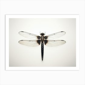 Dragonfly Black Saddlebags Tramea Lacer Vintage Illustration 4 Art Print