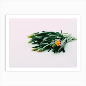 Tulips On White Background Art Print