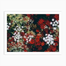 Red And White Flowers Art Print